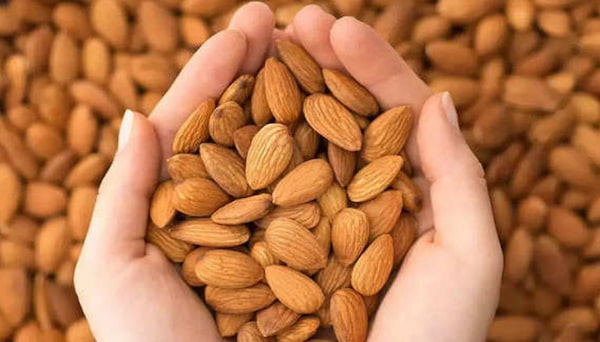 تصویر 4 از قیمت خرید بادام تلخ درختی با فروش عمده